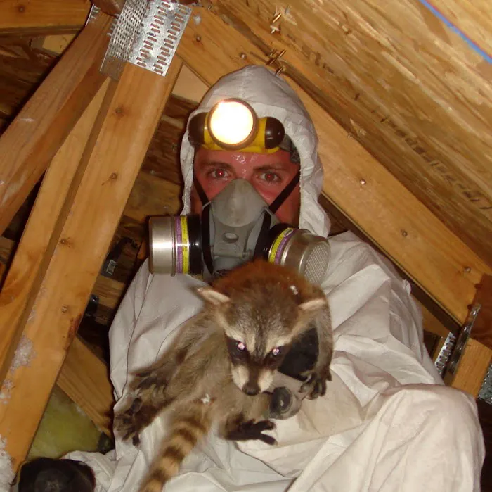 Wildlife Exterminator Baltimore Picture 8