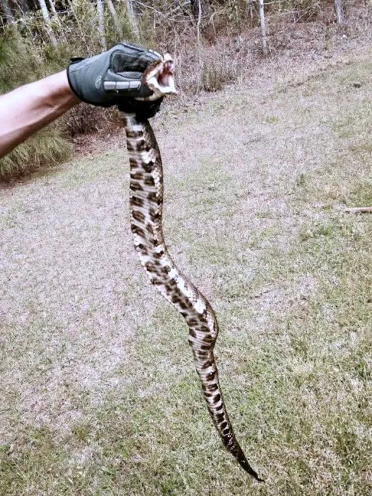 Wildlife Exterminator Baltimore Picture 6