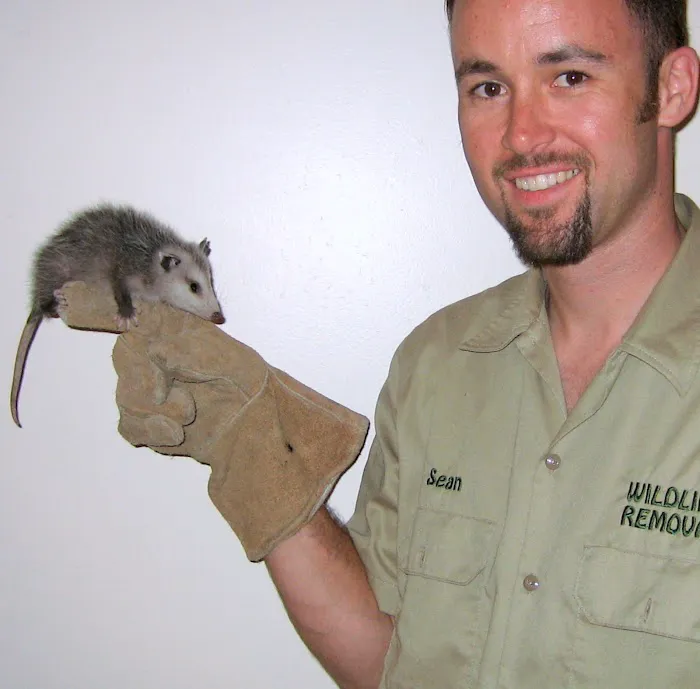 Wildlife Exterminator Baltimore Picture 4