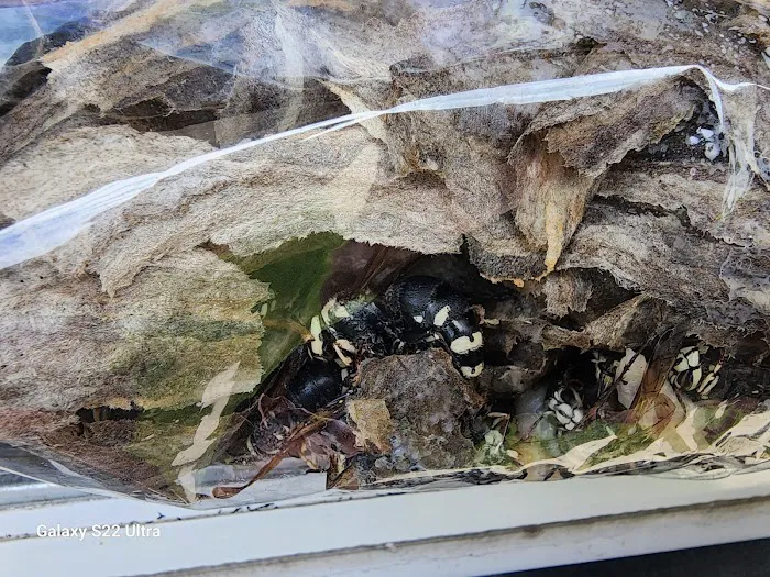 Senate Termite and Pest Control Picture 1