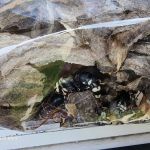 Senate Termite and Pest Control