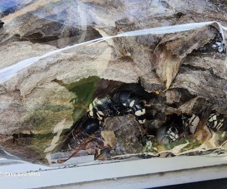 Senate Termite and Pest Control