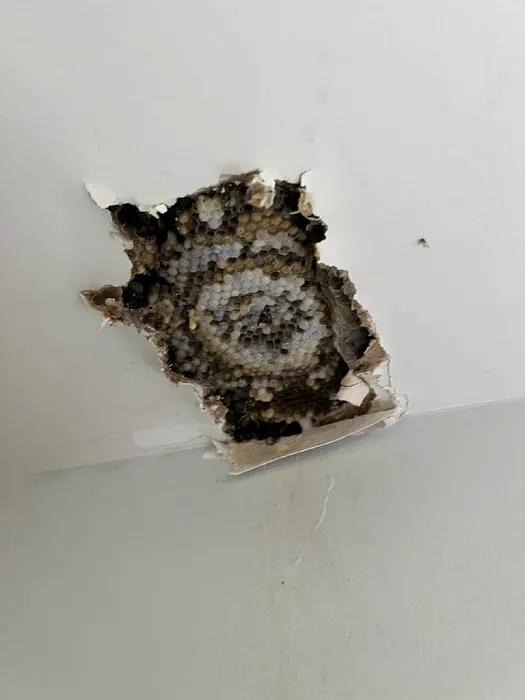 Senate Termite and Pest Control Picture 6