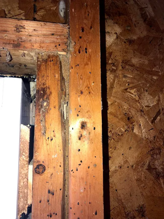 Bug Squashers Pest Control Picture 8