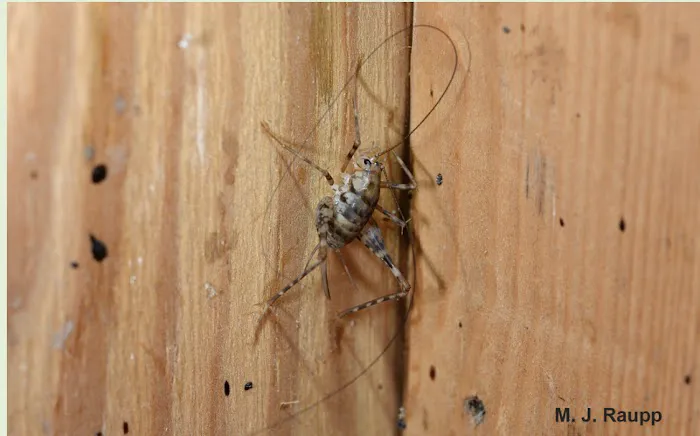 Bug Squashers Pest Control Picture 3