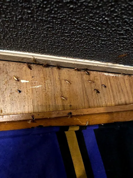 Bug Squashers Pest Control Picture 6