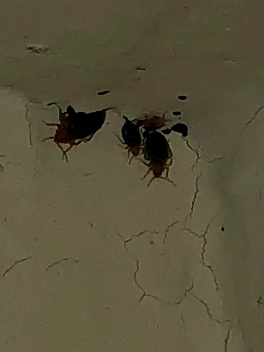 Bug Squashers Pest Control Picture 4