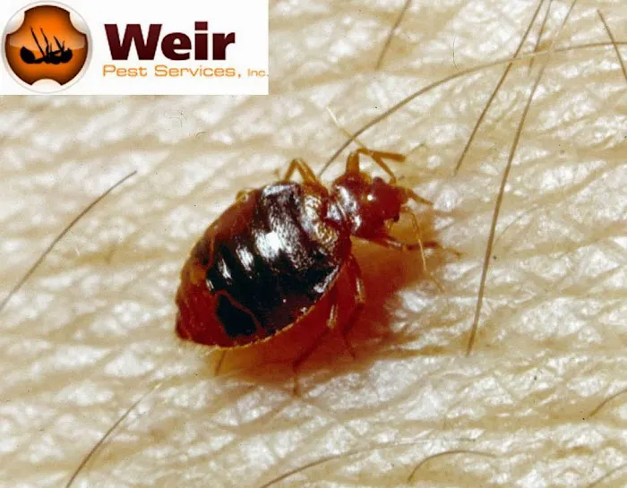 Weir Pest Services Picture 5