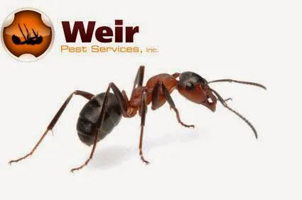 Weir Pest Services Picture 2
