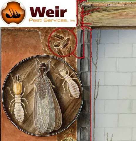 Weir Pest Services Picture 7