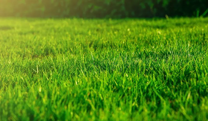 Liqua-Grow Turf Picture 7