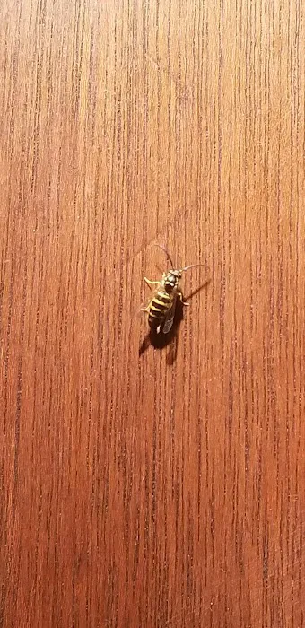 Young's Pest Control Picture 1