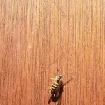 Young's Pest Control