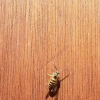 Young's Pest Control ico