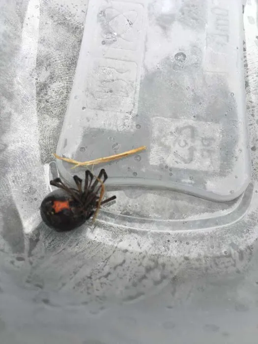 Jerry McGuire Pest Control Llc. Picture 4