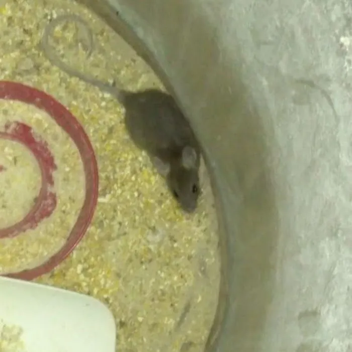 Jerry McGuire Pest Control Llc. Picture 7