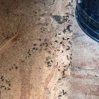 Protective Pest Management ico