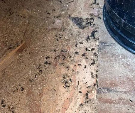 Protective Pest Management
