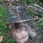 Varmints begone