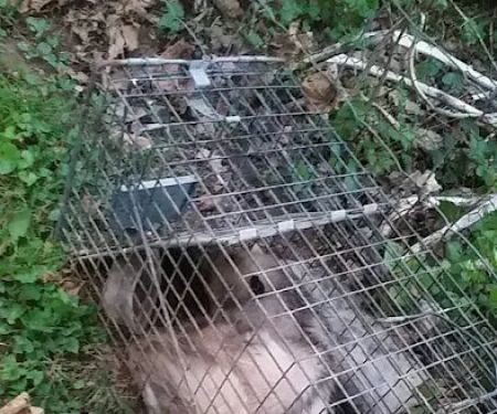 Varmints begone