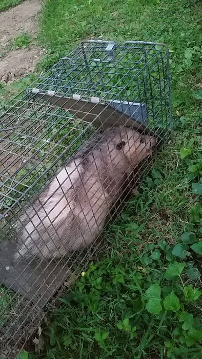 Varmints begone Picture 3