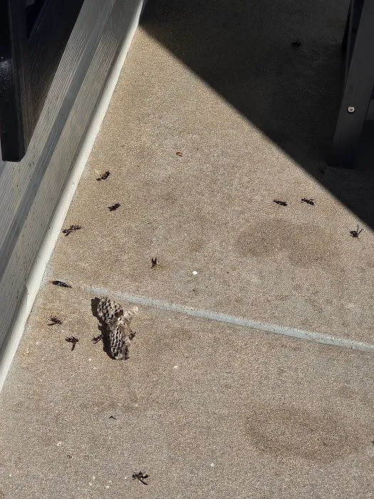 Frontline Pest and Termite of Williamsport Picture 6