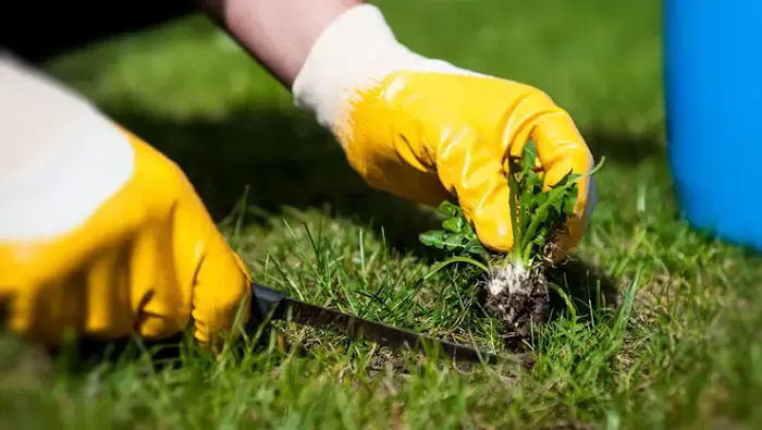 Turf Medic LLC Picture 7