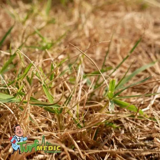 Turf Medic LLC Picture 1