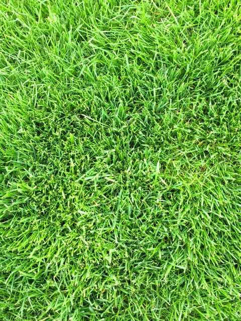 Turf Medic LLC Picture 5