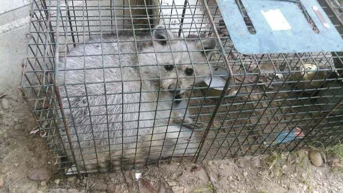 K.P. Wildlife Control and Repairs LLC Picture 10