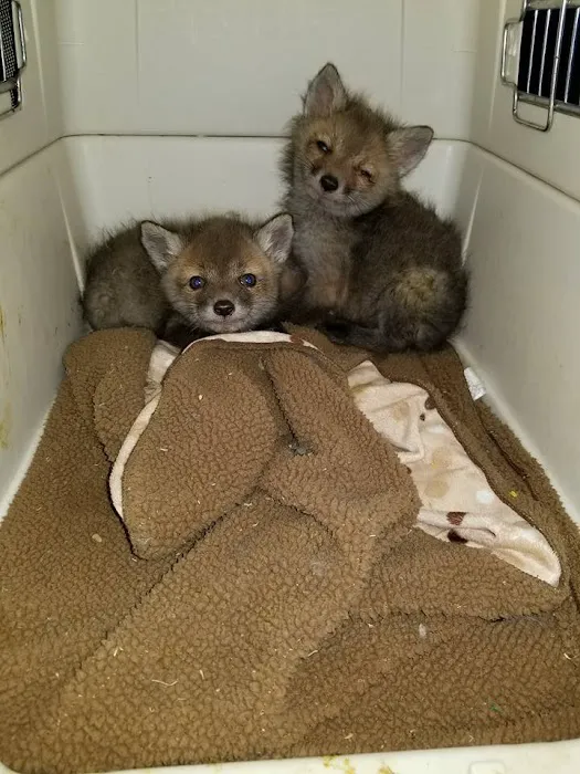 K.P. Wildlife Control and Repairs LLC Picture 2
