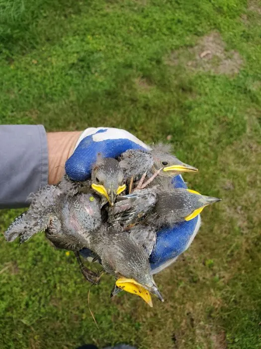 K.P. Wildlife Control and Repairs LLC Picture 6