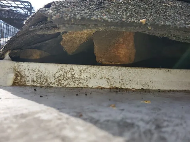 K.P. Wildlife Control and Repairs LLC Picture 9