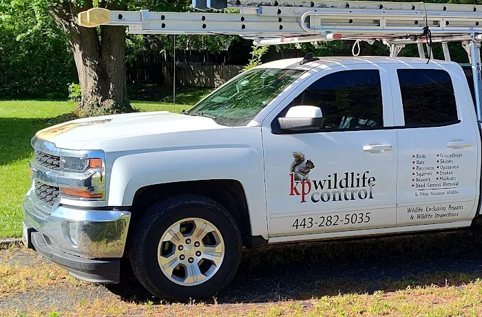 K.P. Wildlife Control and Repairs LLC Picture 3