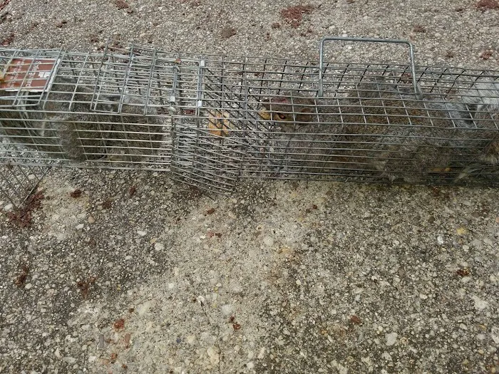 K.P. Wildlife Control and Repairs LLC Picture 4