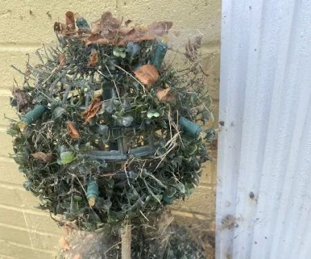 Environmental Pest Control