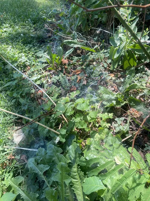 Environmental Pest Control Picture 3