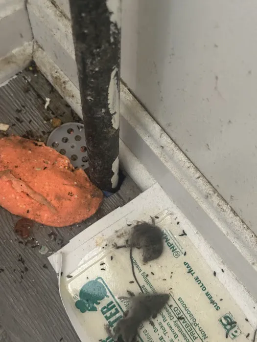 J&T Pest Control LLC Picture 1