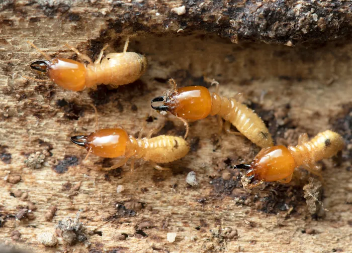 All In One Pest & Termite Picture 2