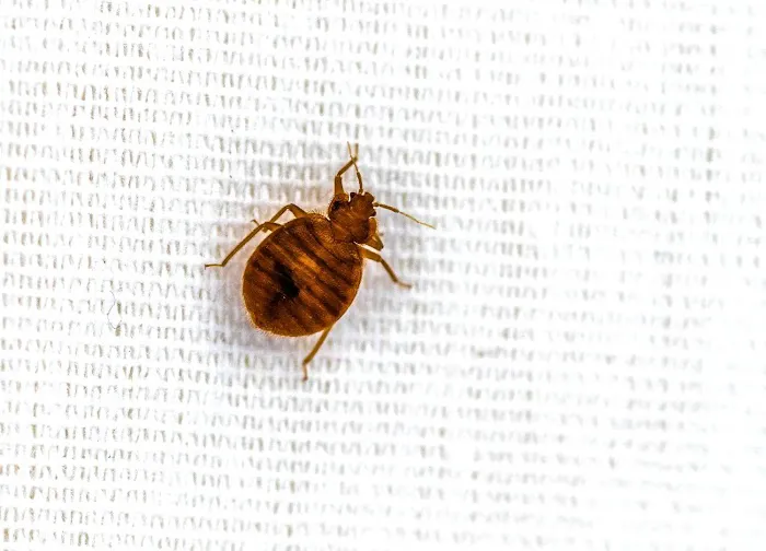 All In One Pest & Termite Picture 1