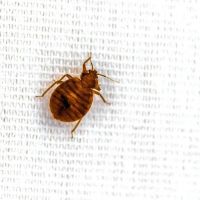 All In One Pest & Termite ico