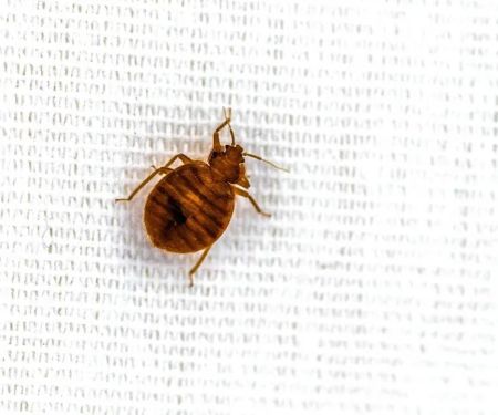 All In One Pest & Termite