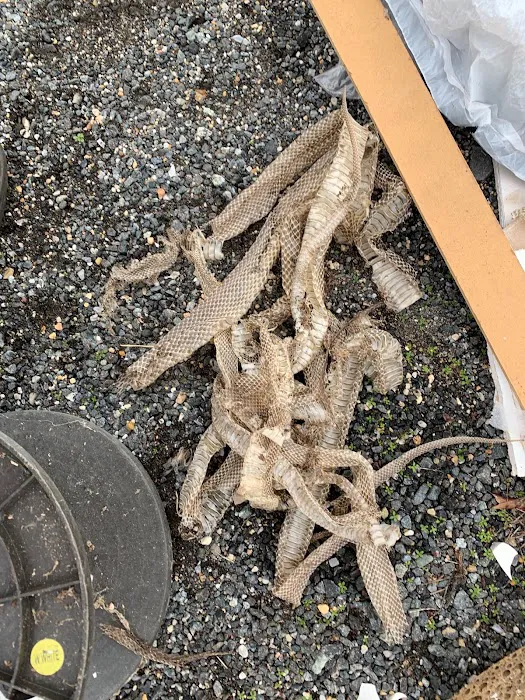 Calvert Exterminators Picture 5