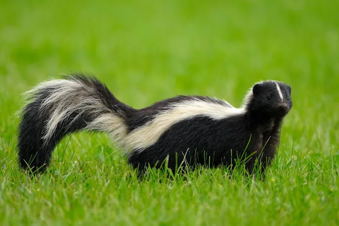 Skipwith Pest Control Picture 9