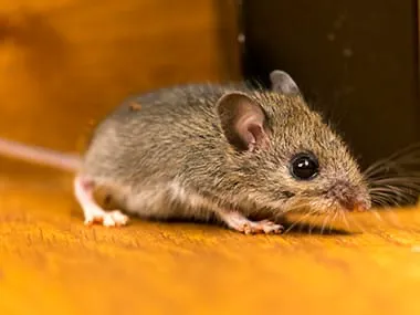 Skipwith Pest Control Picture 2