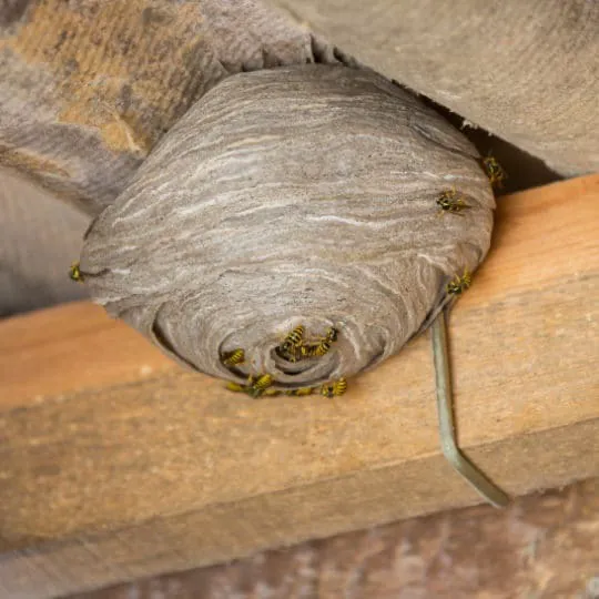 Skipwith Pest Control Picture 3