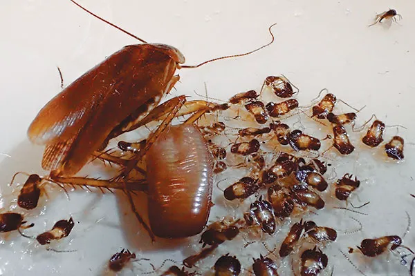 Skipwith Pest Control Picture 7