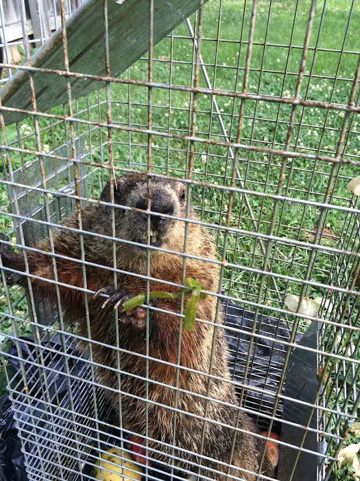 Skipwith Pest Control Picture 6