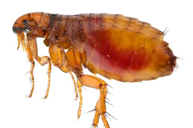 Skipwith Pest Control Picture 1