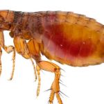 Skipwith Pest Control